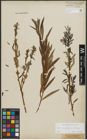 Foto von Salix purpurea L. x Salix viminalis L.
